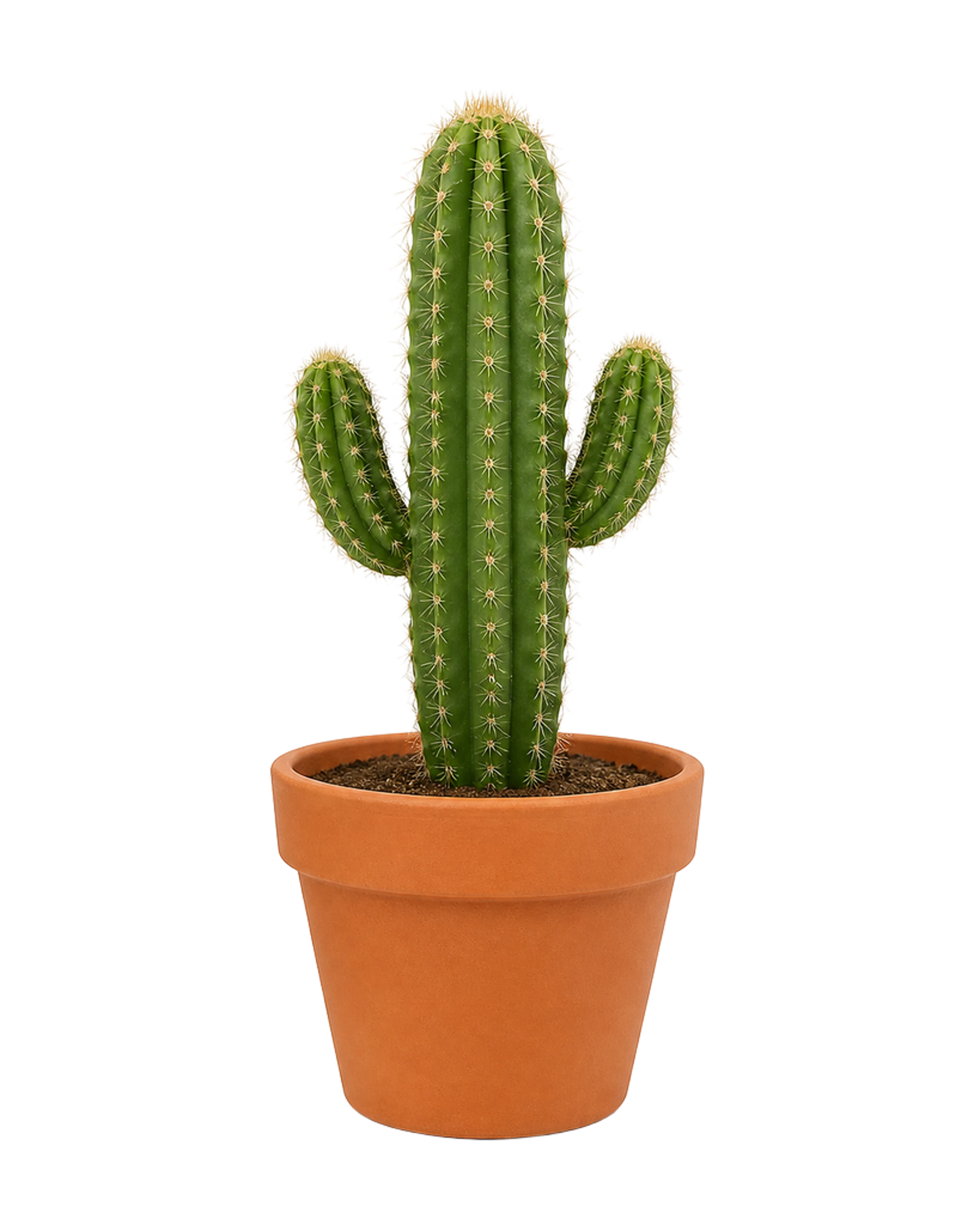 The Cactus artwork printed on this pillow