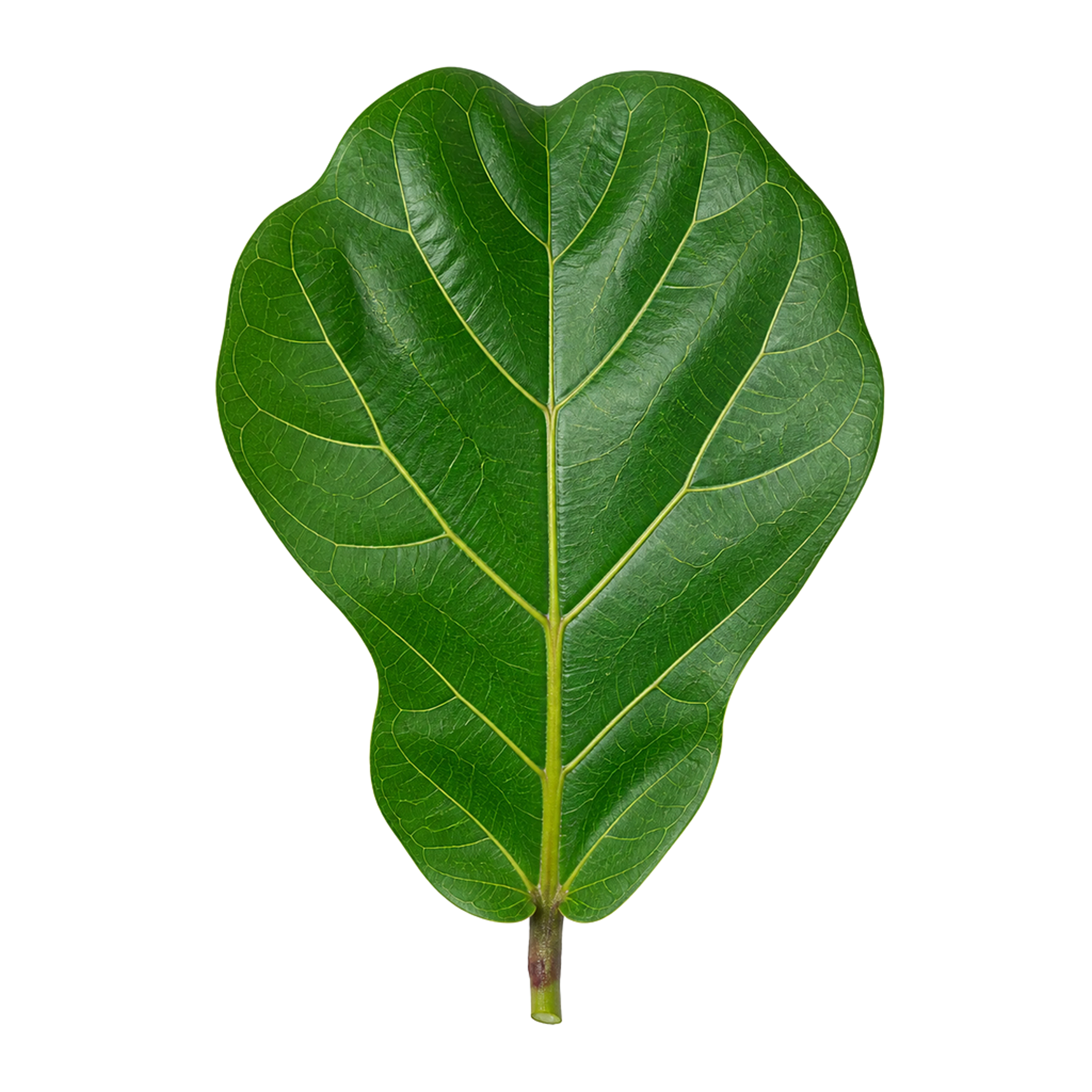 La ilustración de Ficus lira impresa en este cojín