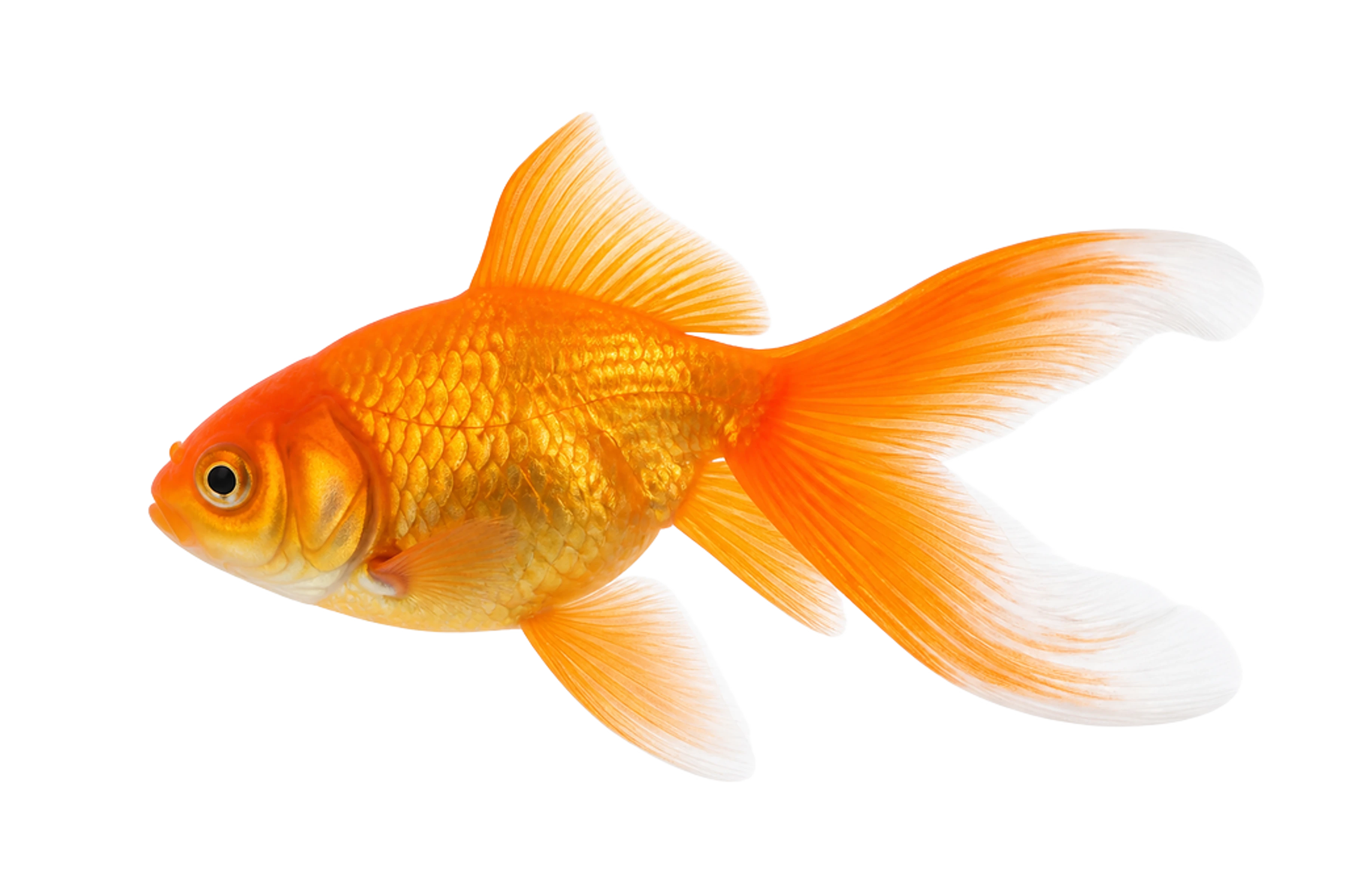 L'illustration de Poisson rouge imprimée sur ce coussin