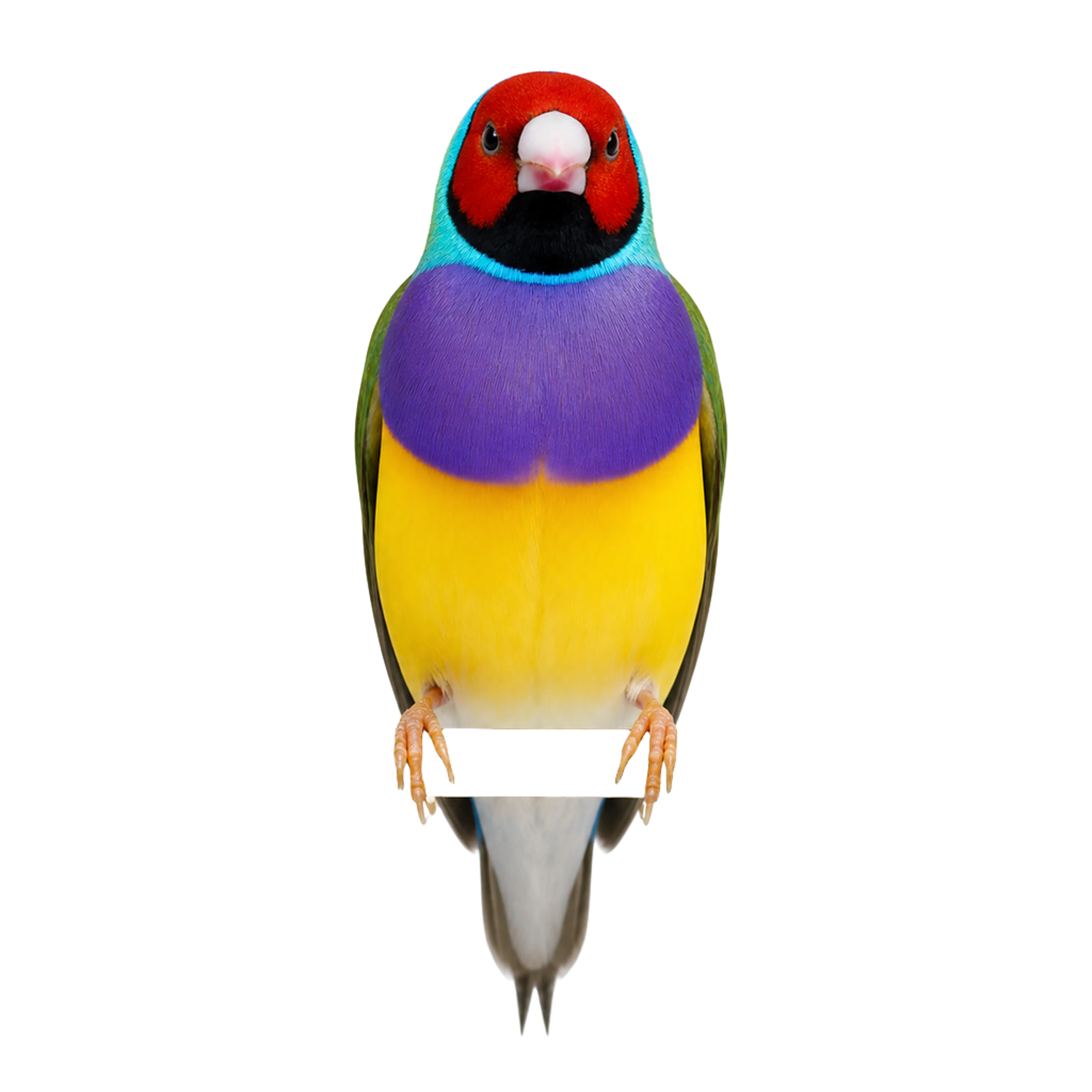 The Gouldian finch artwork printed on this pillow