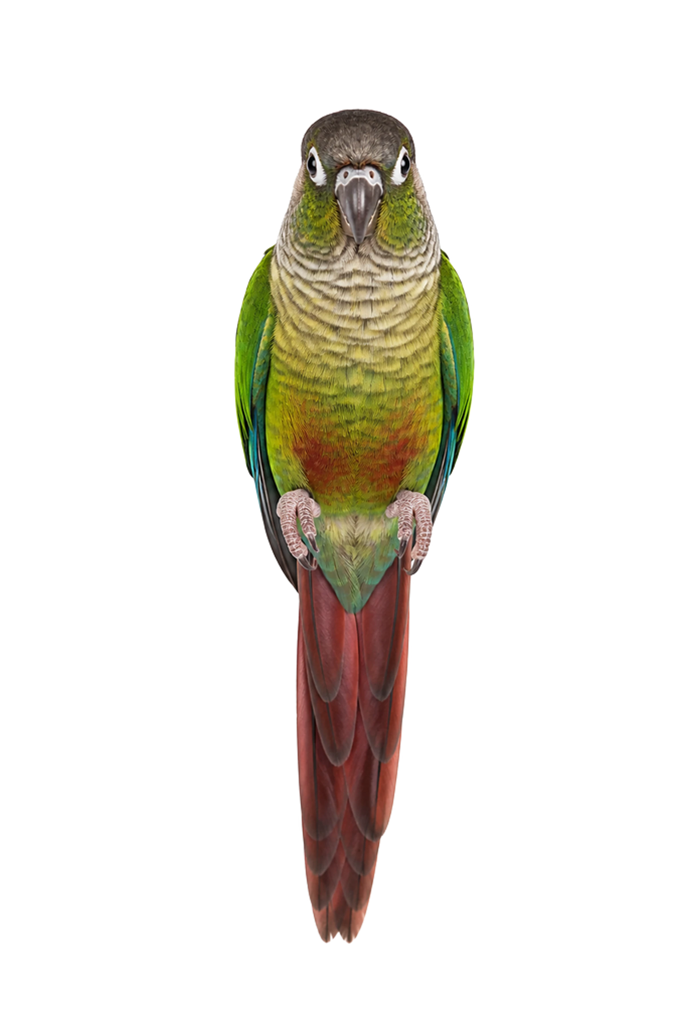 La ilustración de Conuro cariverde impresa en este cojín