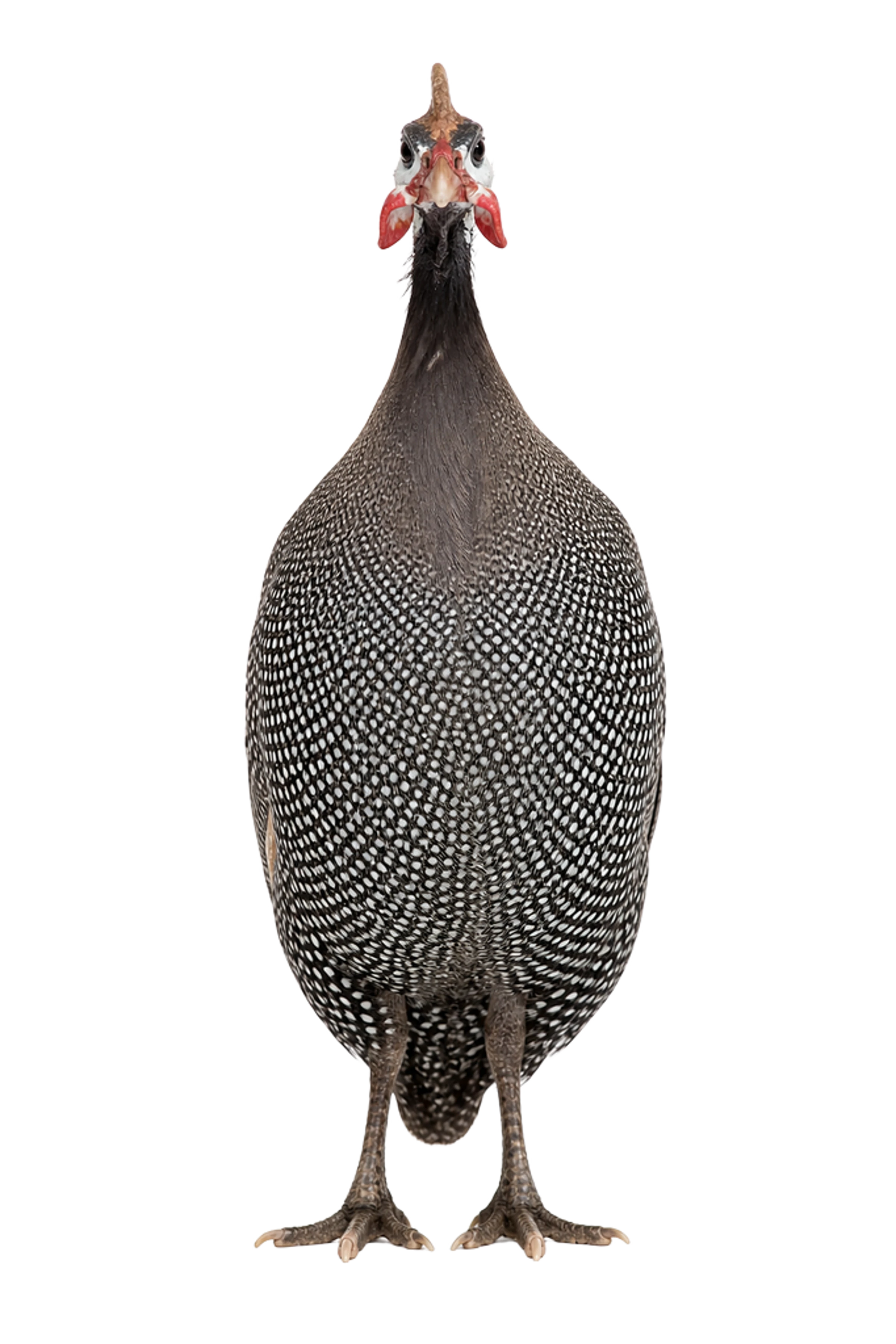 The Guinea fowl artwork printed on this pillow