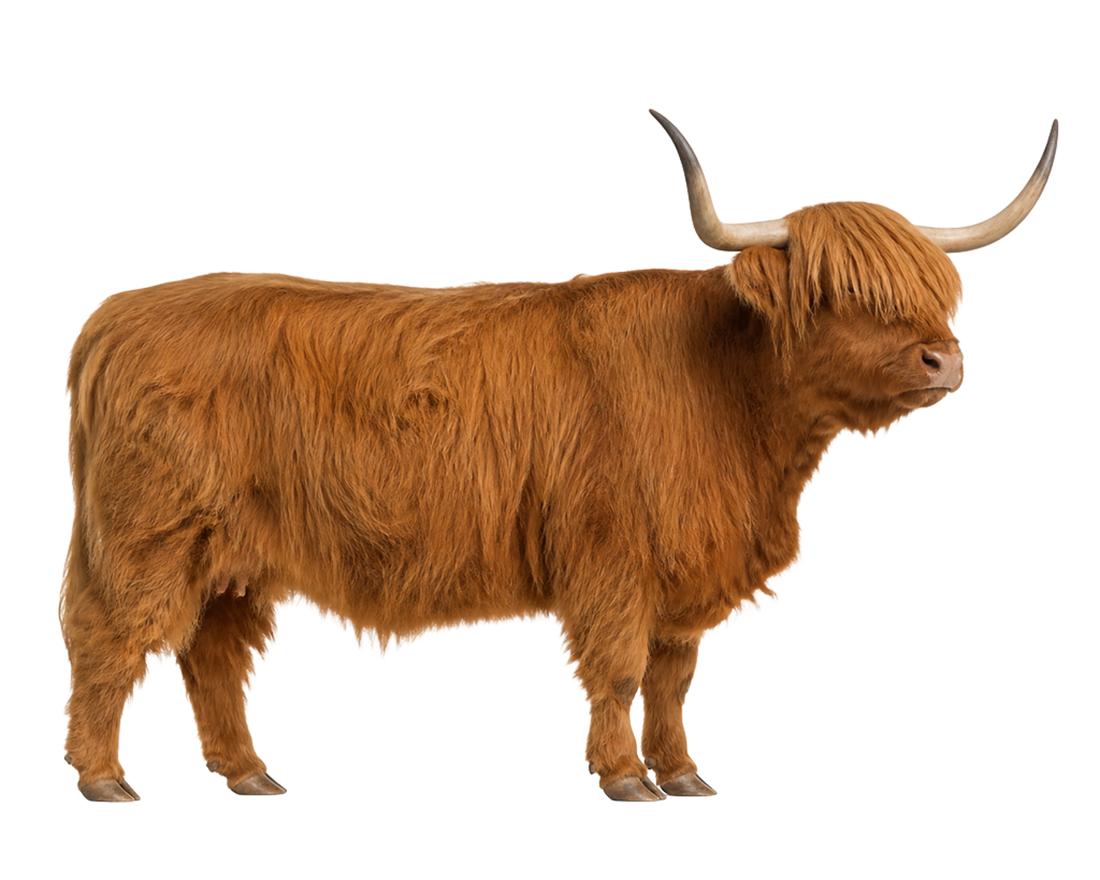 La ilustración de Vaca highland impresa en este cojín