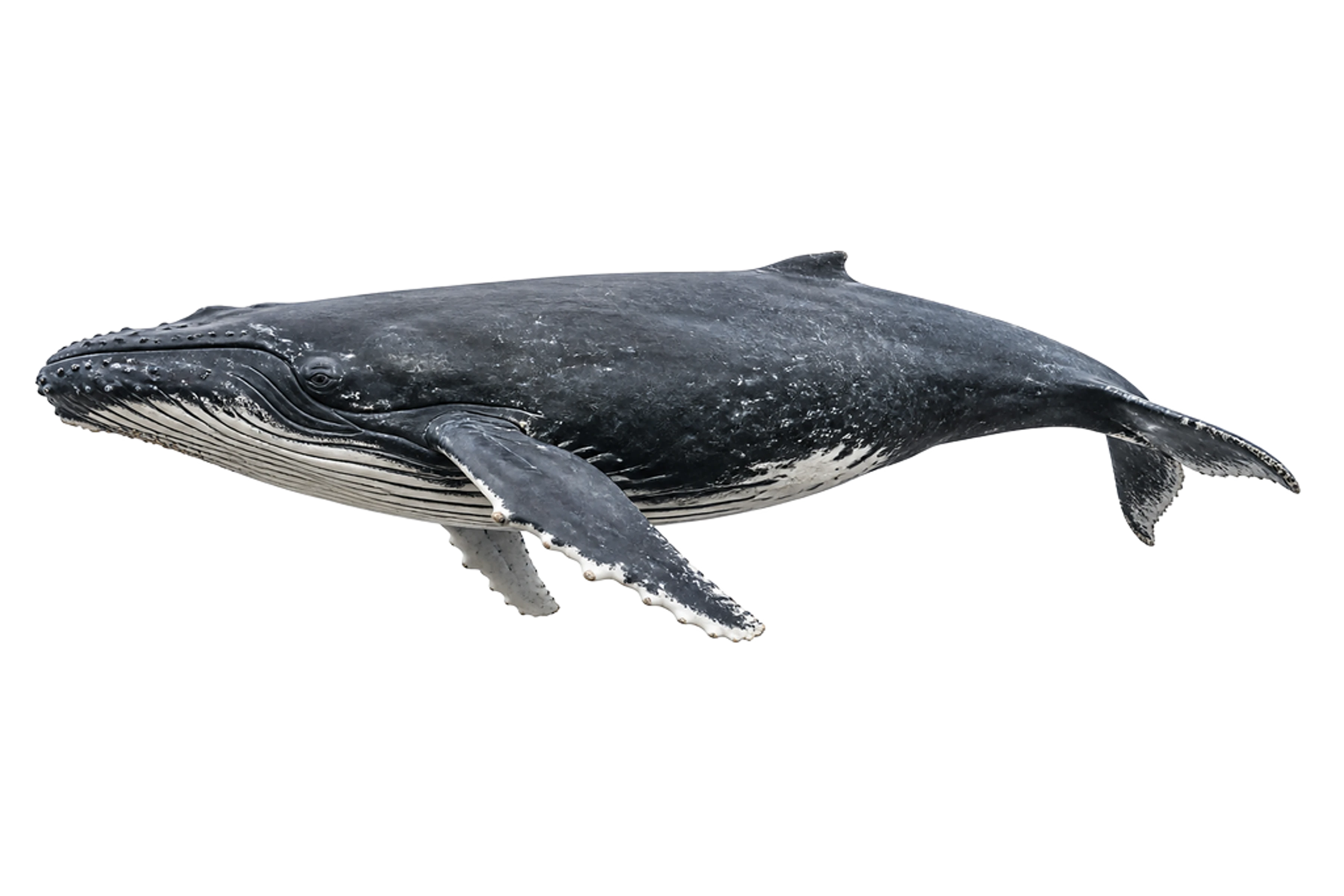 The Humpback whale artwork printed on this pillow