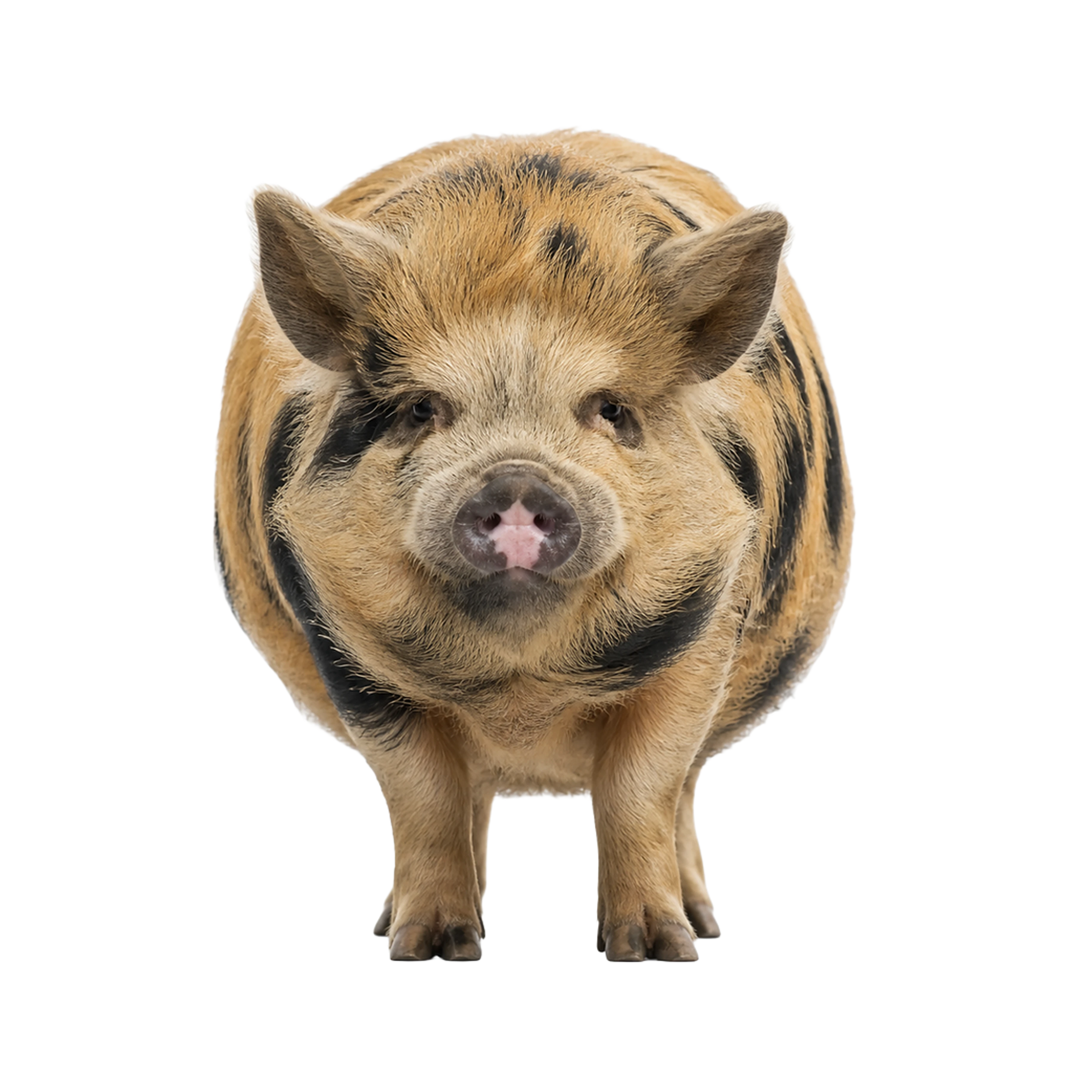 L'illustration de Cochon kunekune imprimée sur ce coussin