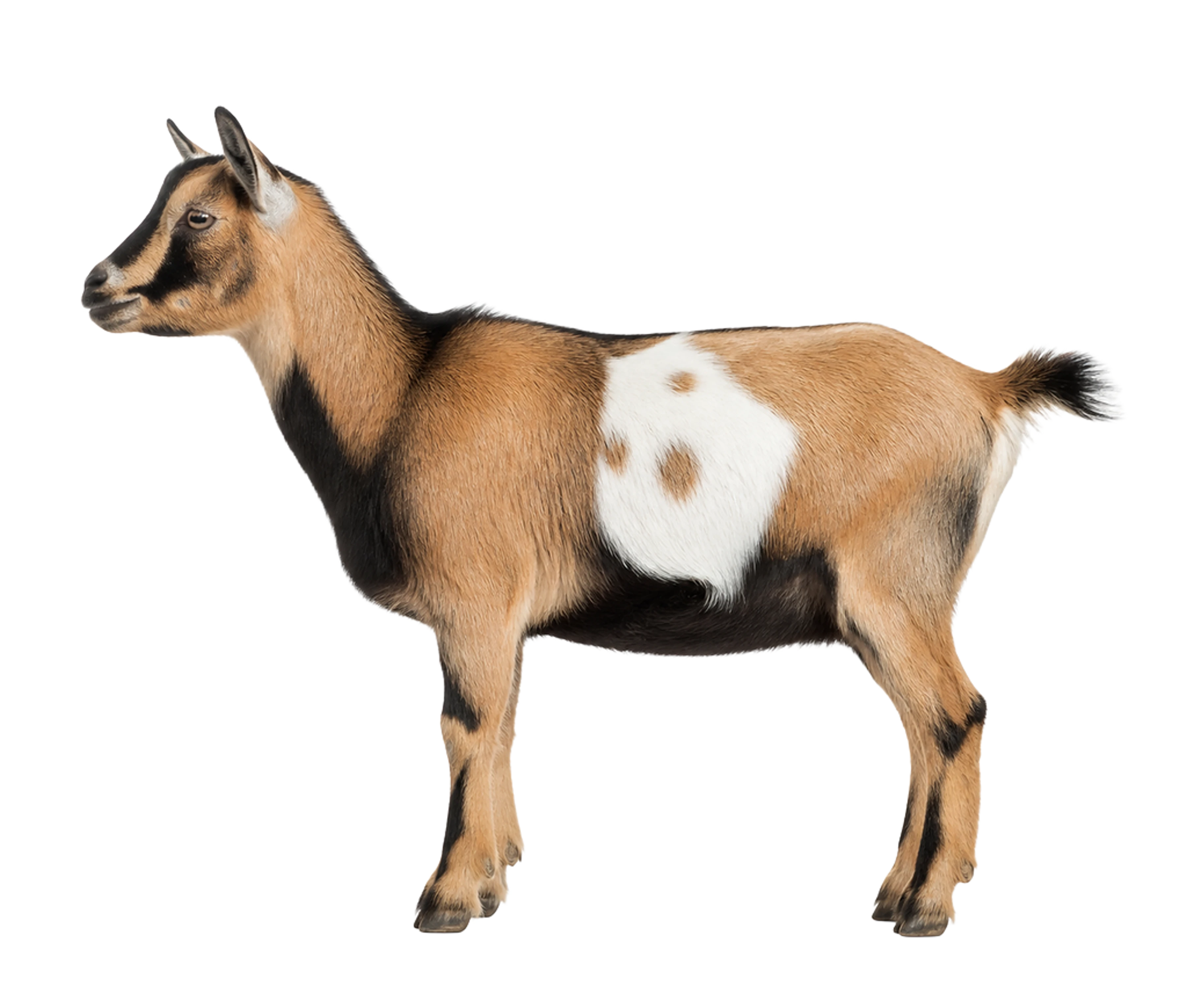 The Dwarf goat artwork printed on this pillow