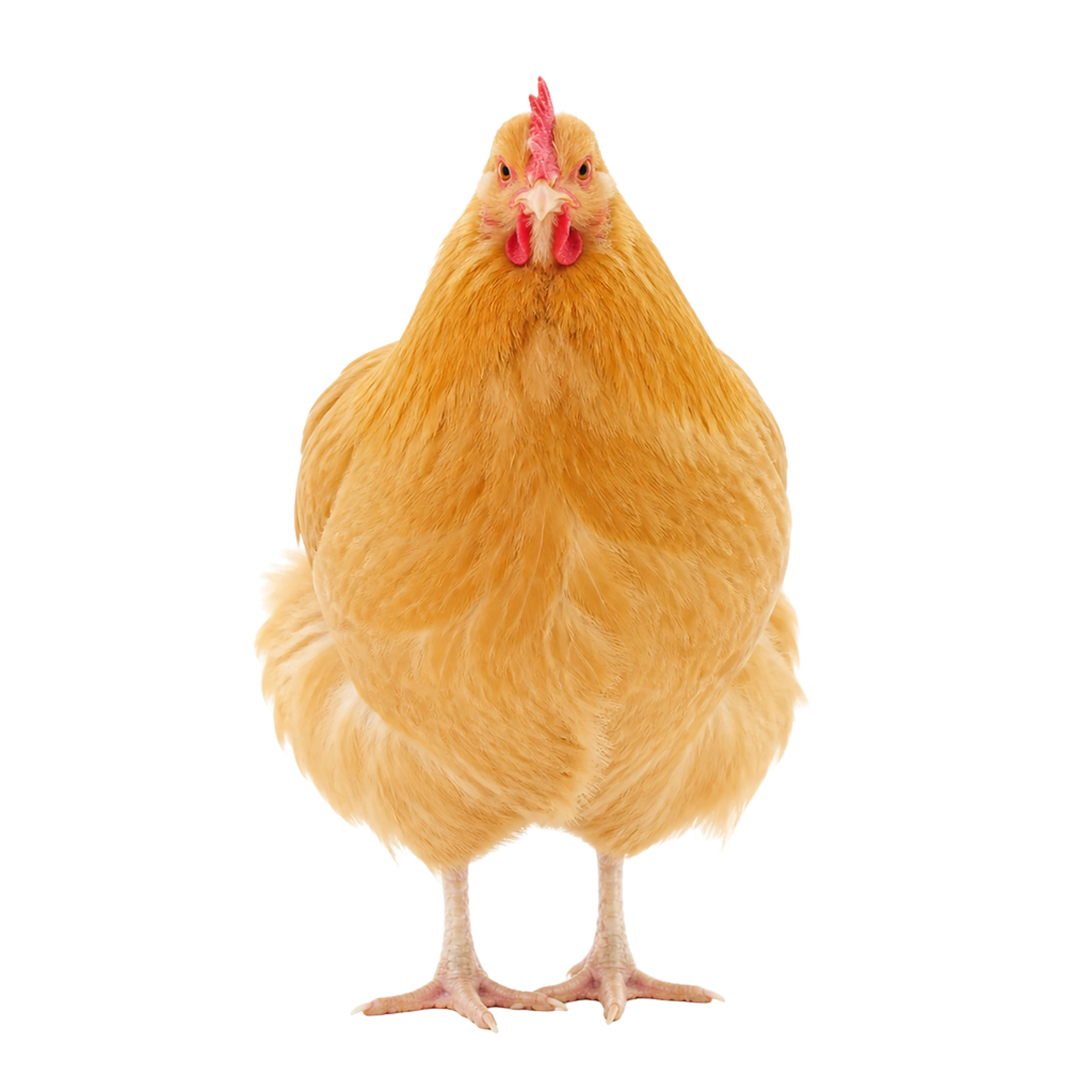 La ilustración de Gallina Orpington impresa en este cojín