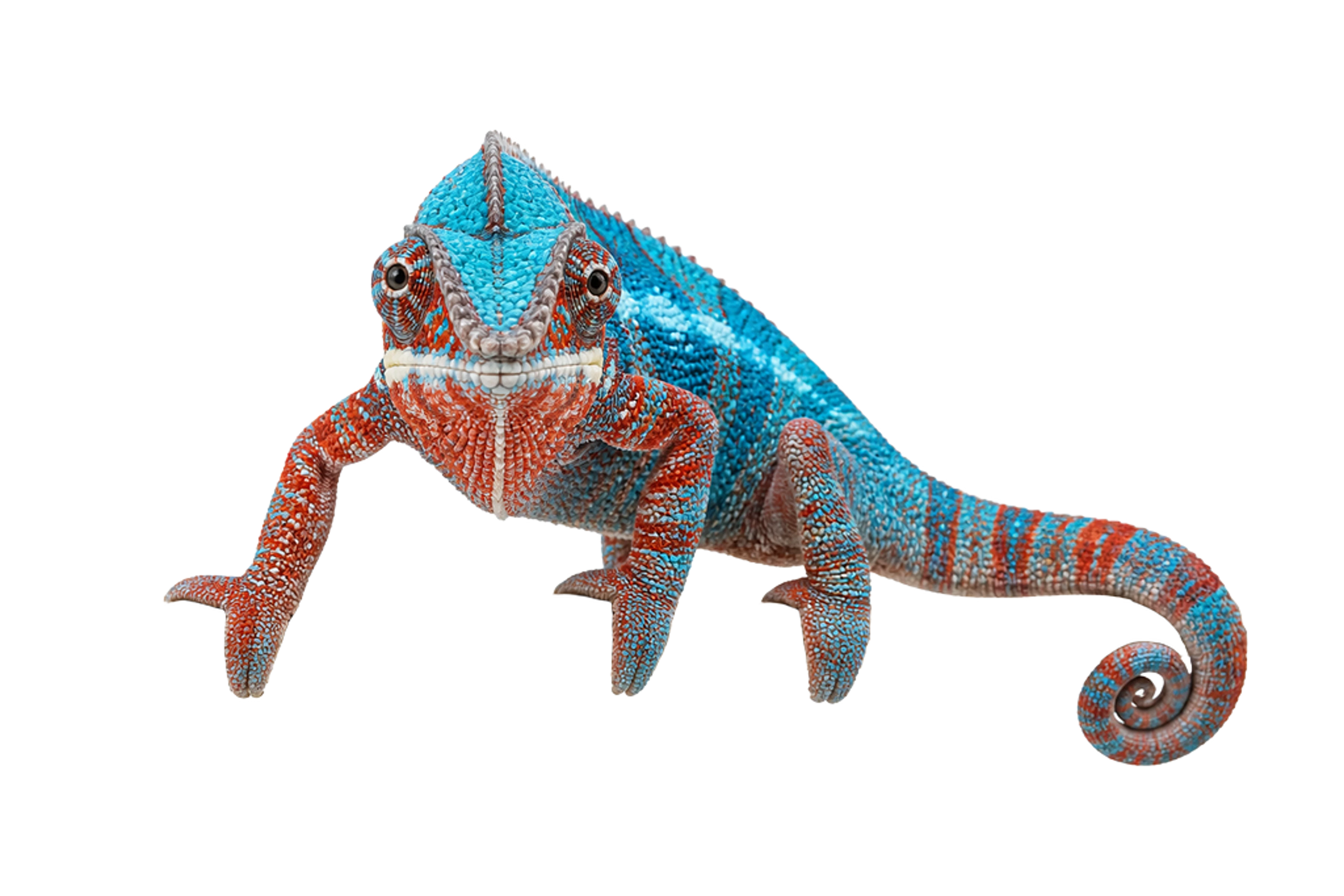 The Panther chameleon artwork printed on this pillow