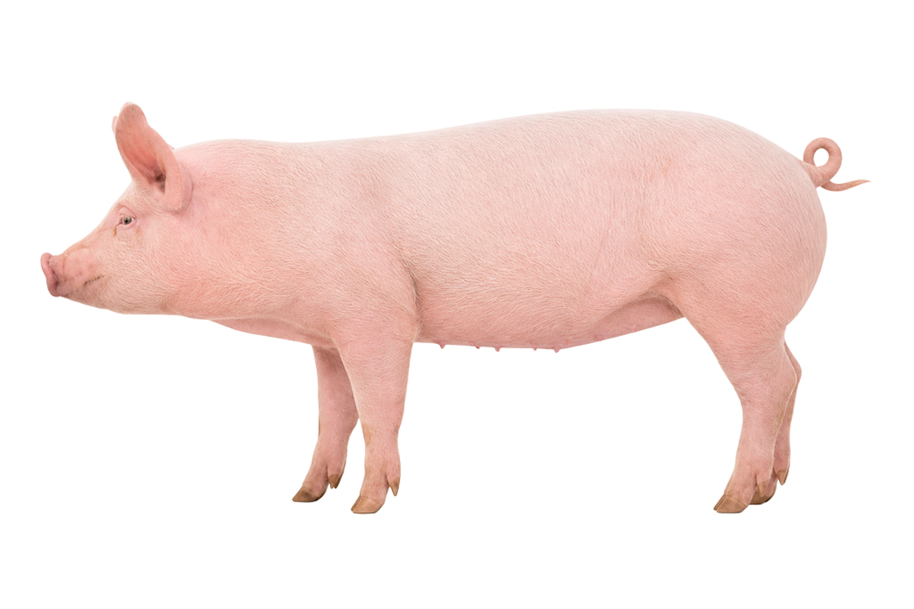 La ilustración de Cerdo impresa en este cojín