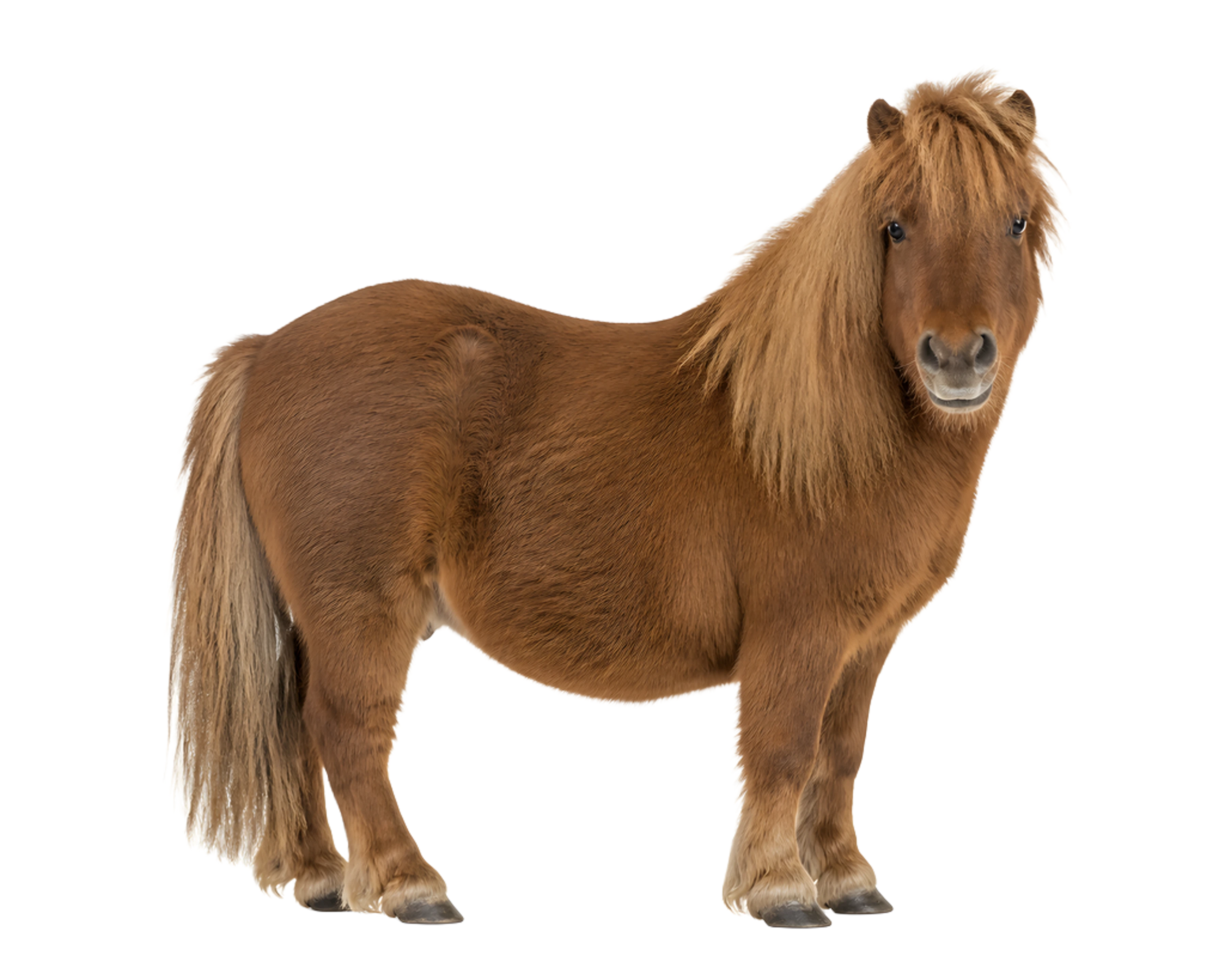 La ilustración de Poni impresa en este cojín