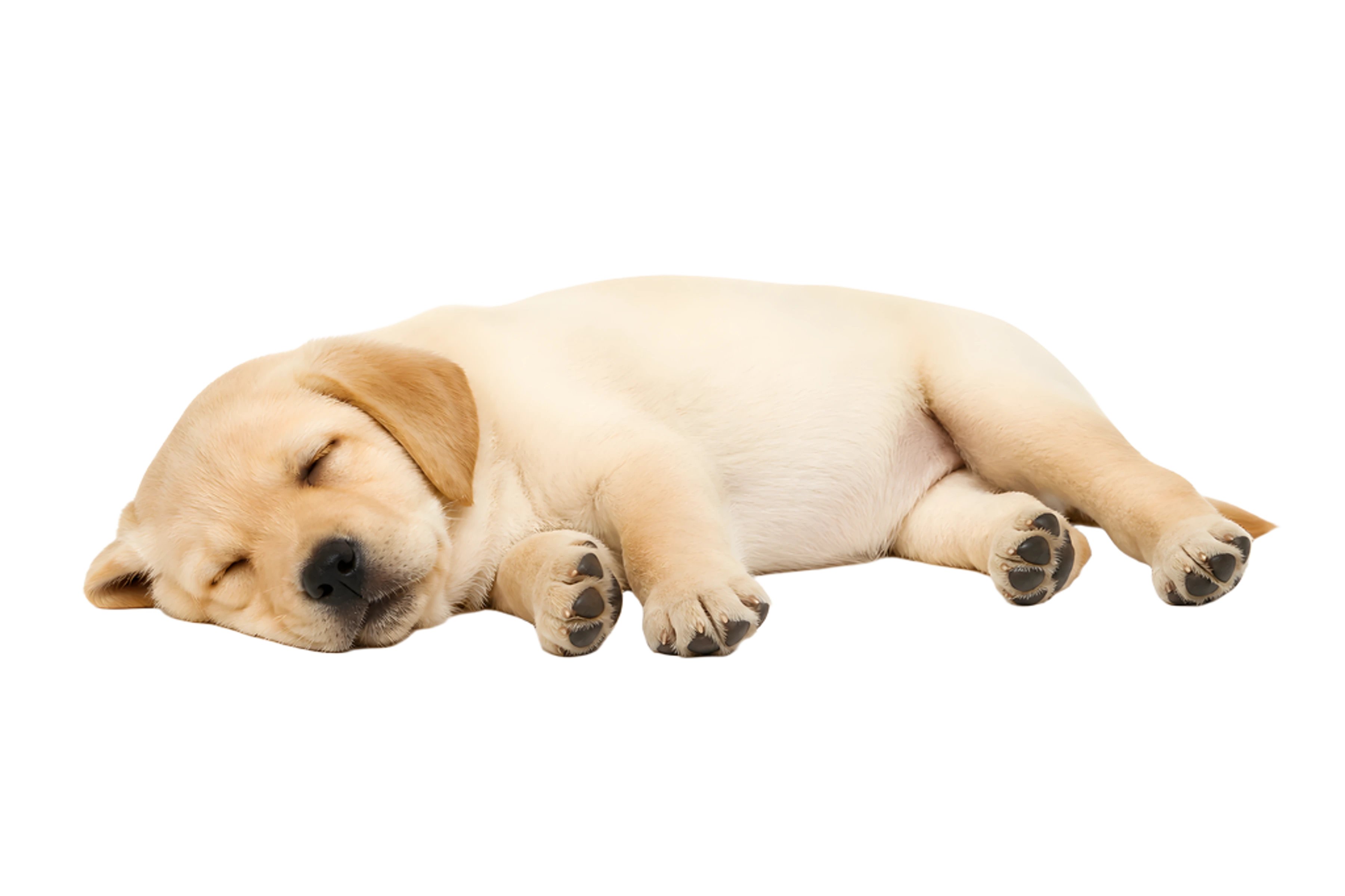La ilustración de Cachorro durmiendo impresa en este cojín