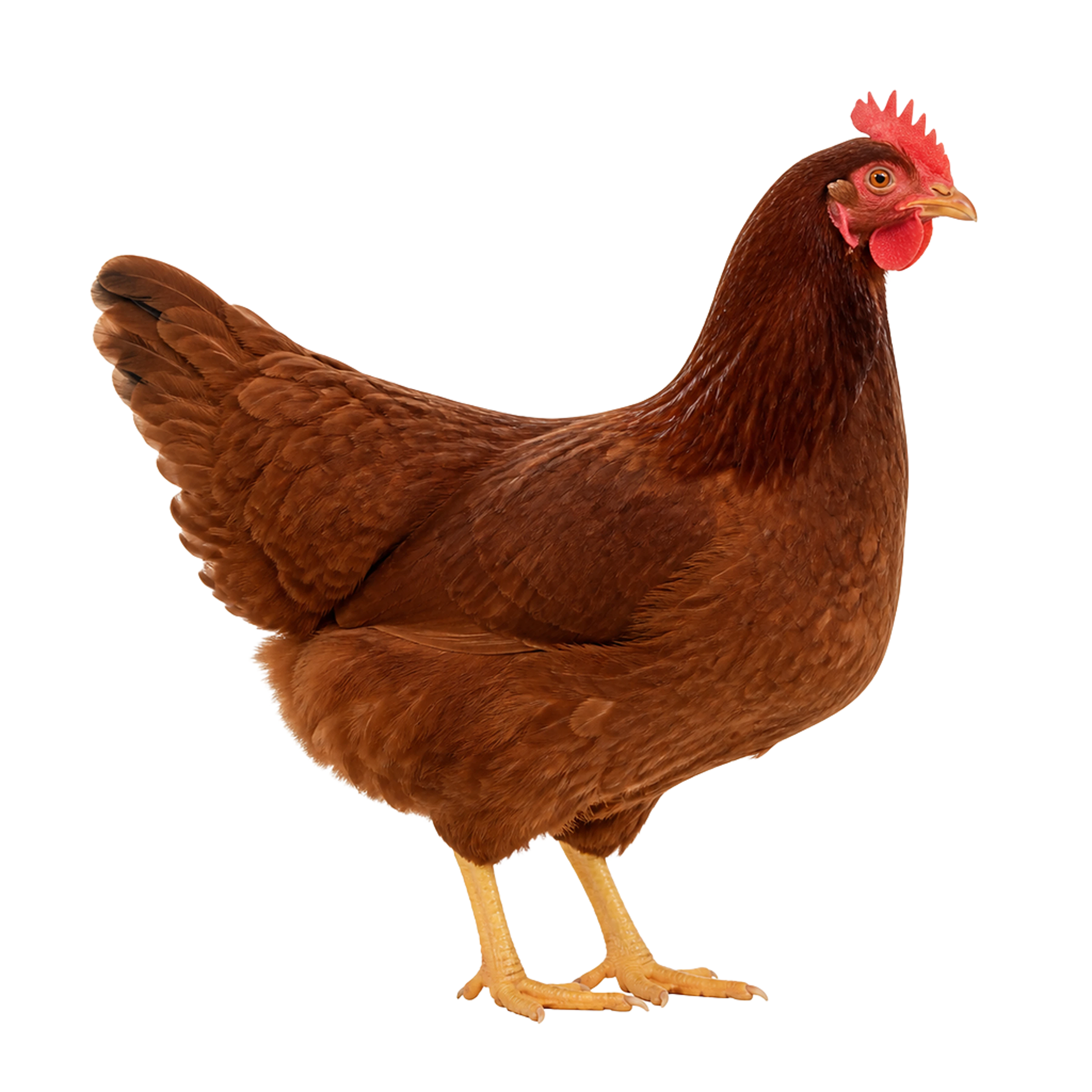 La ilustración de Gallina Rhode Island impresa en este cojín