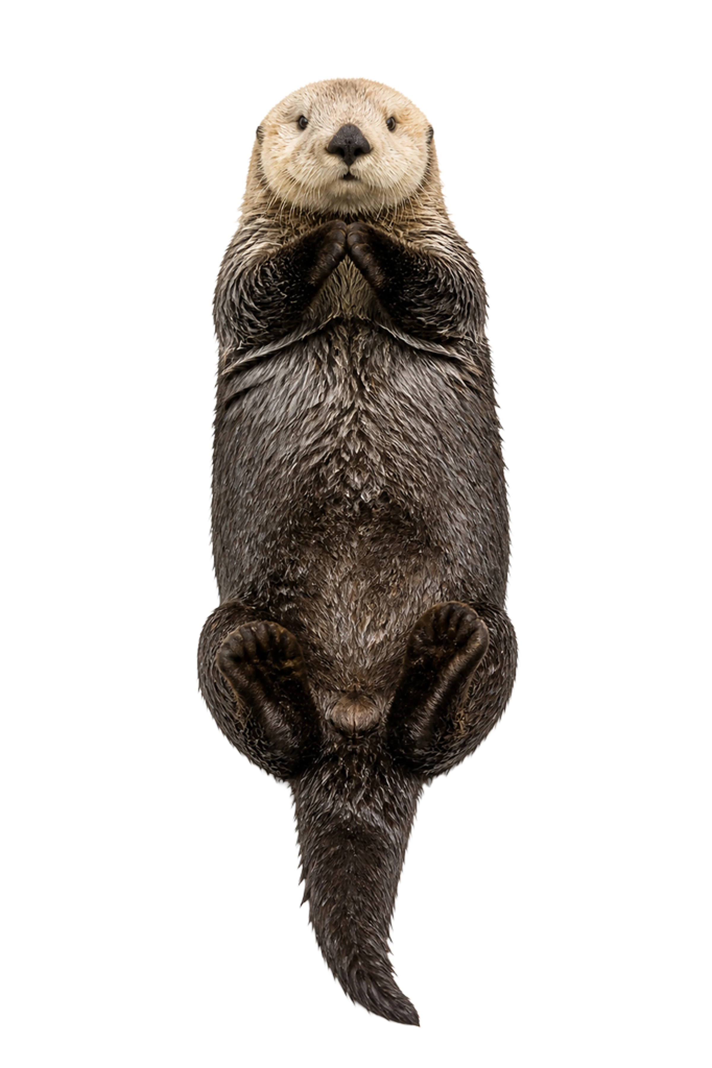 La ilustración de Nutria marina impresa en este cojín