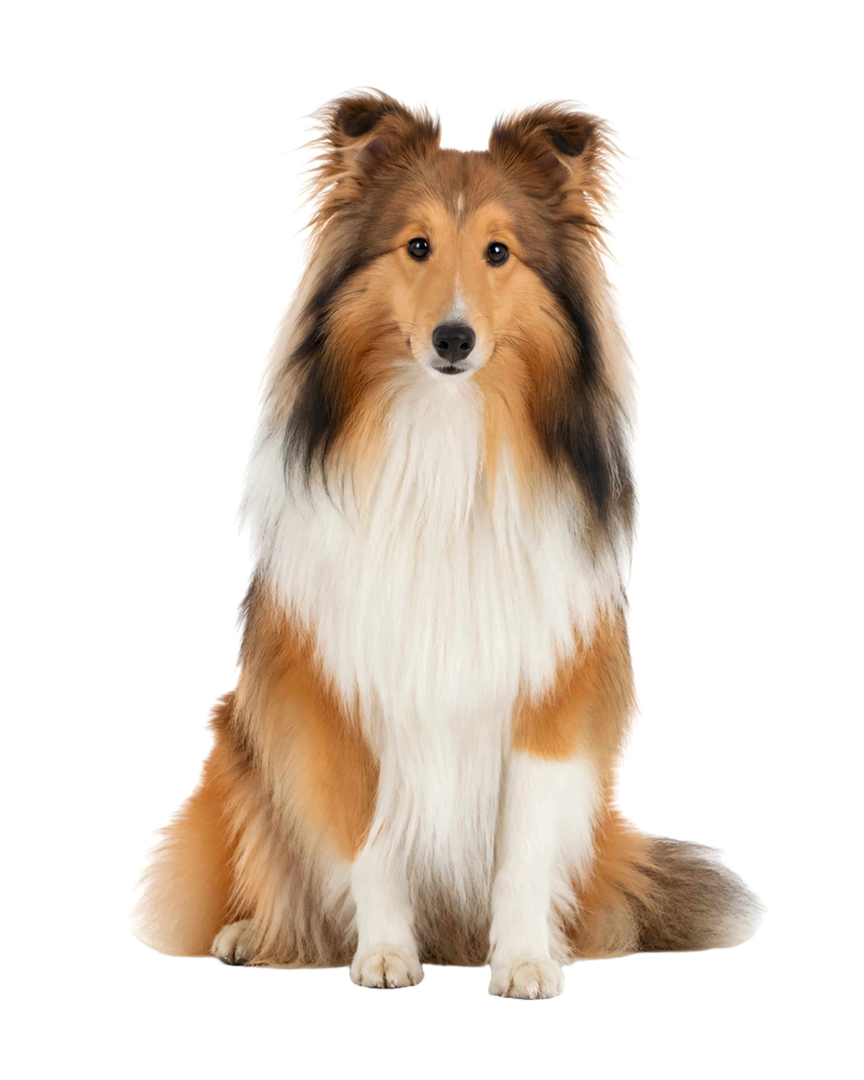 La ilustración de Sheltie impresa en este cojín