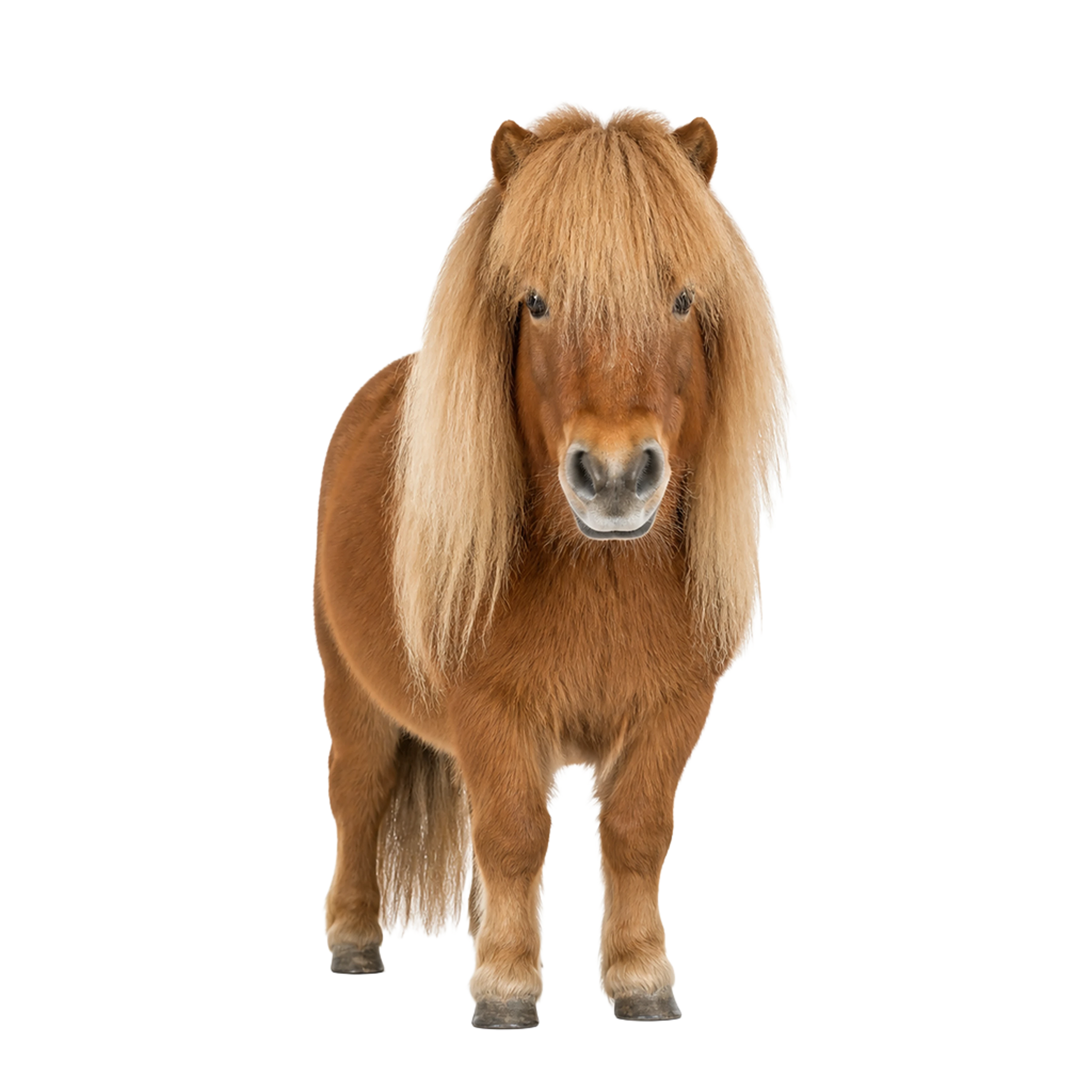 The Shetland pony artwork printed on this pillow