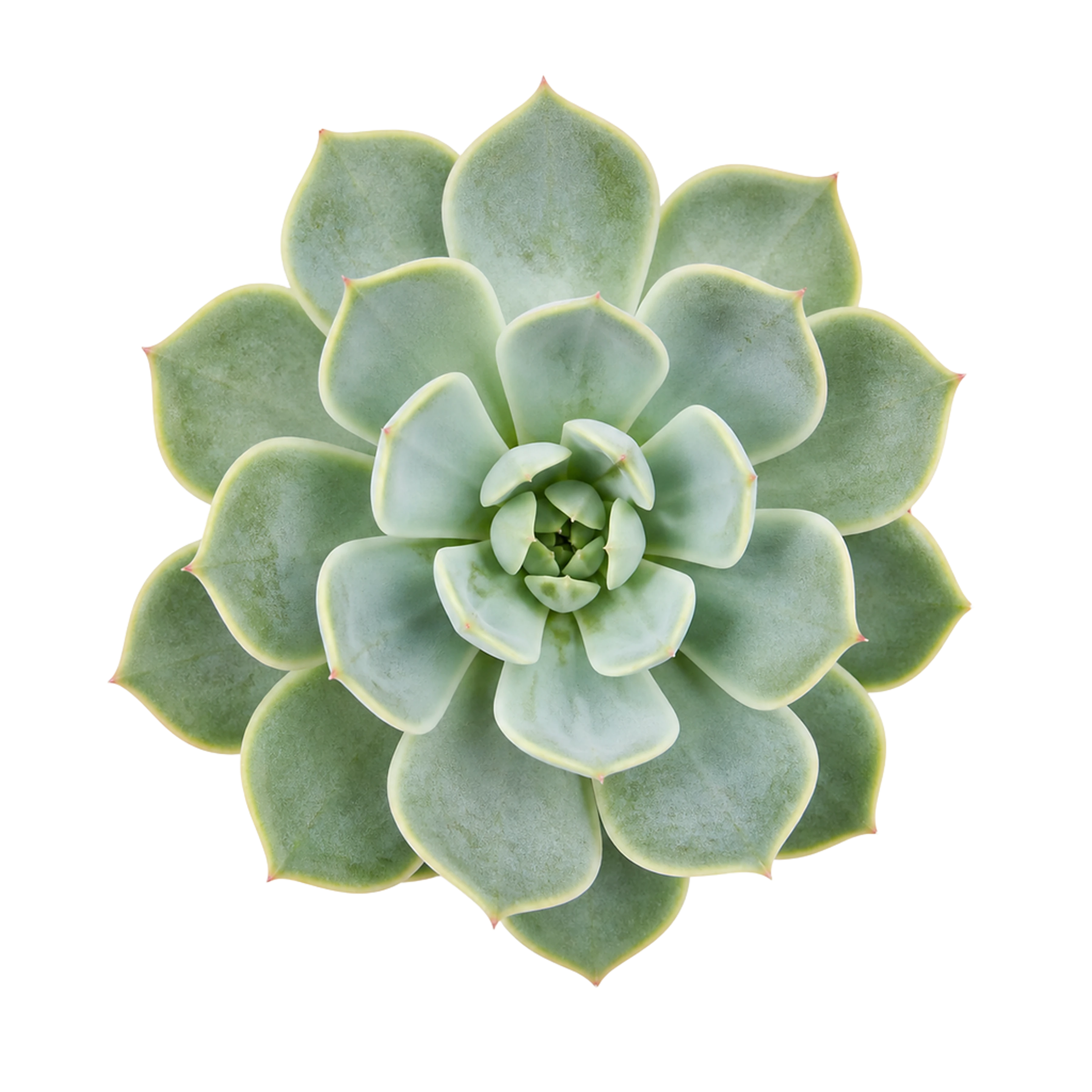 The Succulent artwork printed on this pillow