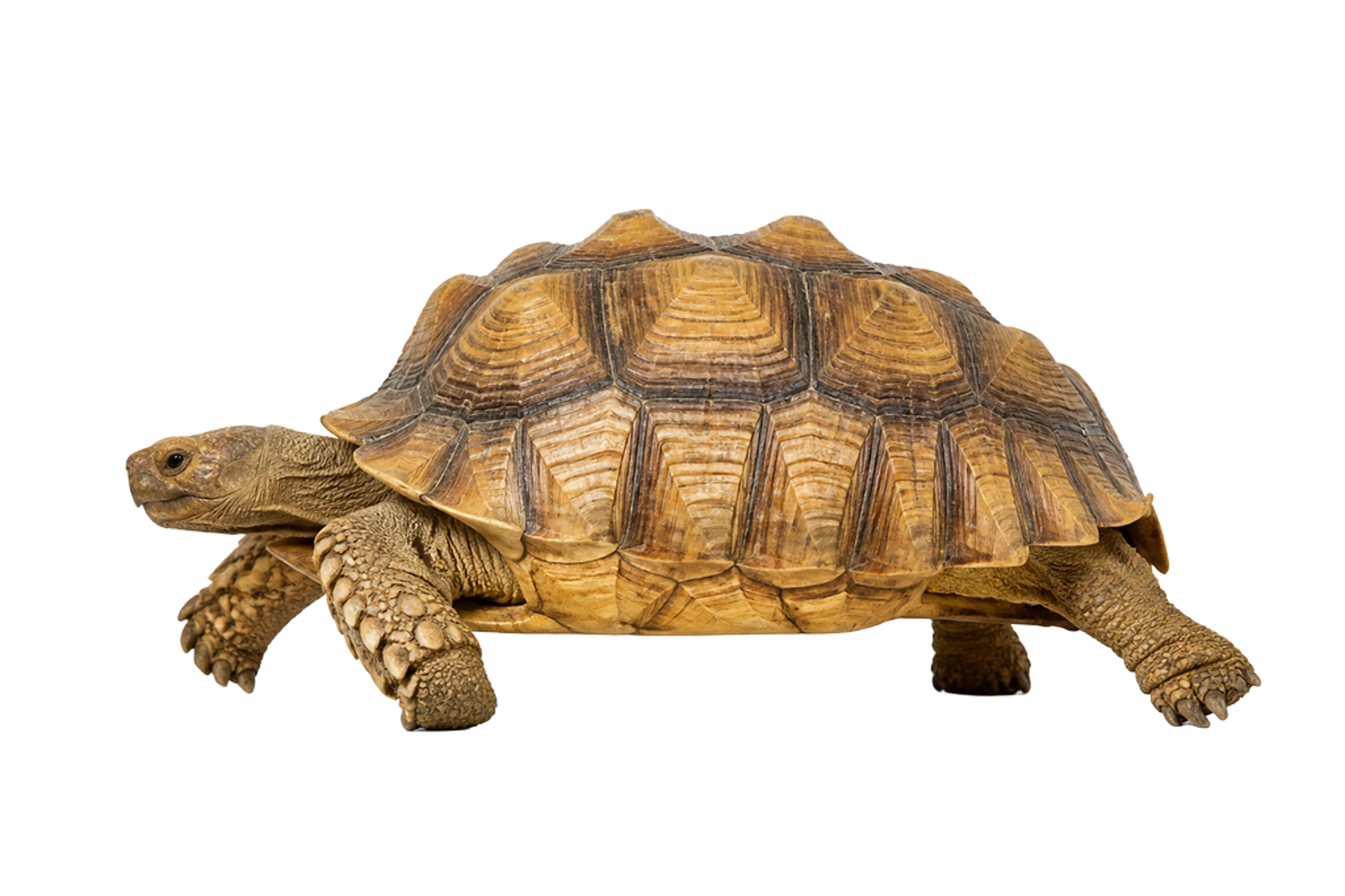 La ilustración de Tortuga sulcata impresa en este cojín