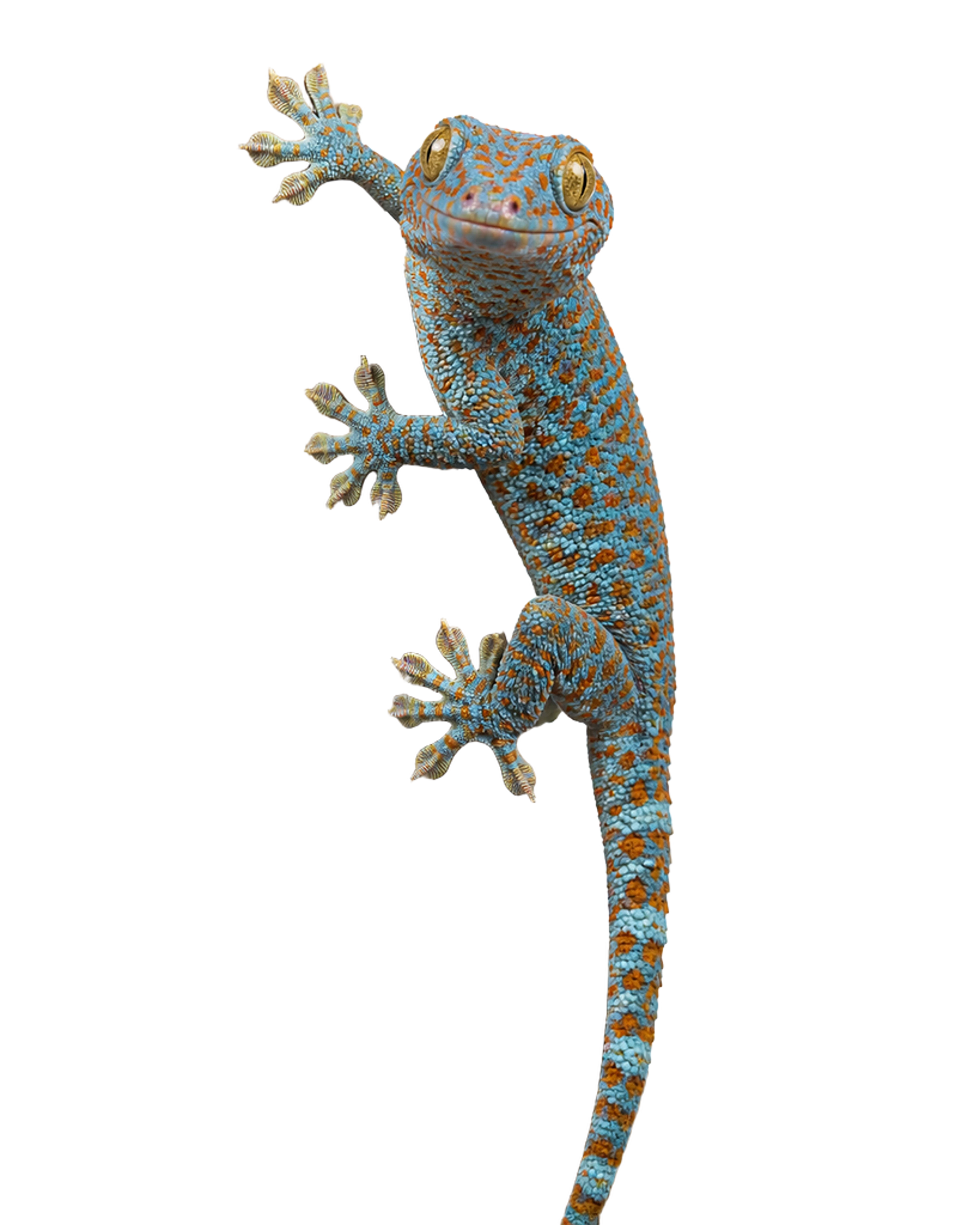 La ilustración de Gecko tokay impresa en este cojín